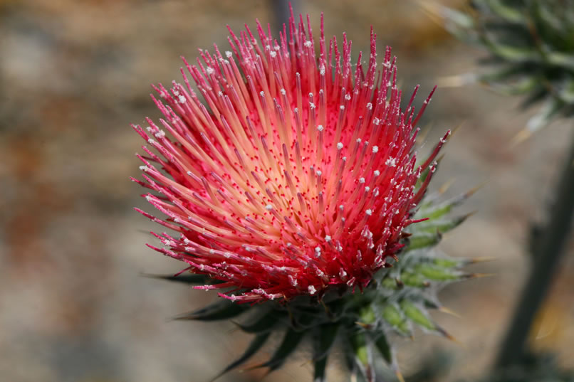 Several colorful Mojave thistle plants are in bloom nearby.