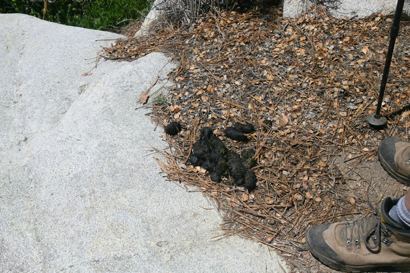 We're not surprised to see bear scat but since there are so many of us and since we're so noisy, we doubt that any bears are still in the area.