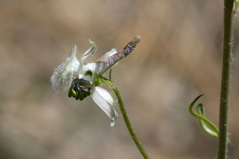 On the return hike we focus on some of the stunning blossoms.  This appears to be a type of larkspur.