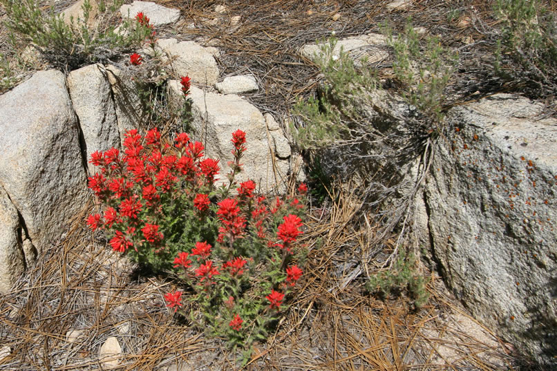 Indian paintbrush is always a vibrant addition to the color palette.