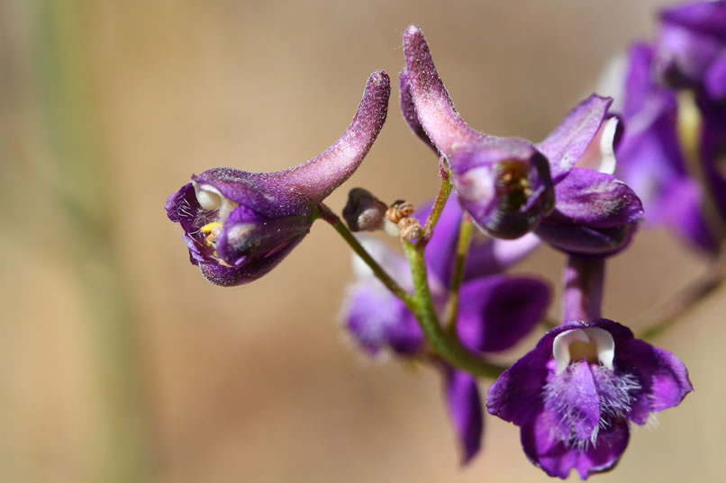 Here are a couple more varieties of larkspur.