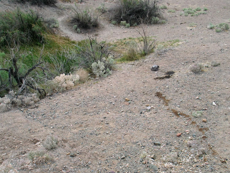 The burros have been using the spring heavily now that the weather is warming up.  Judging from the long brown trail in the right foreground the water must be pretty nasty if it even gives burros the runs!