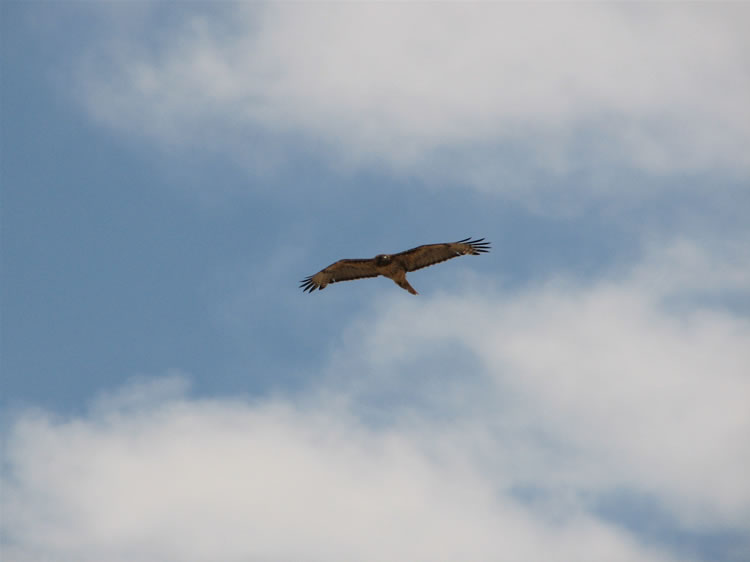 Even today's high winds don't keep this hunter grounded.