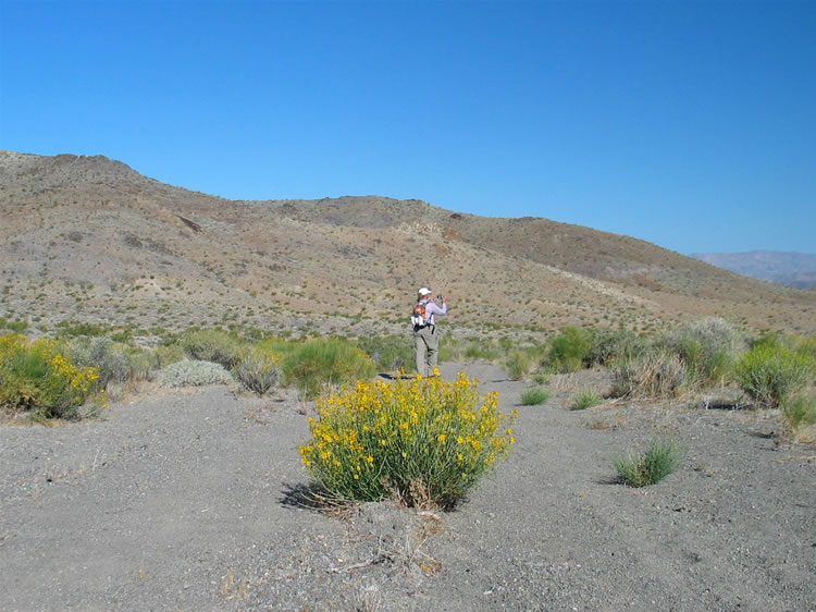 Mounds of brilliant yellow Desert Senna add a splash of color to the landscape.