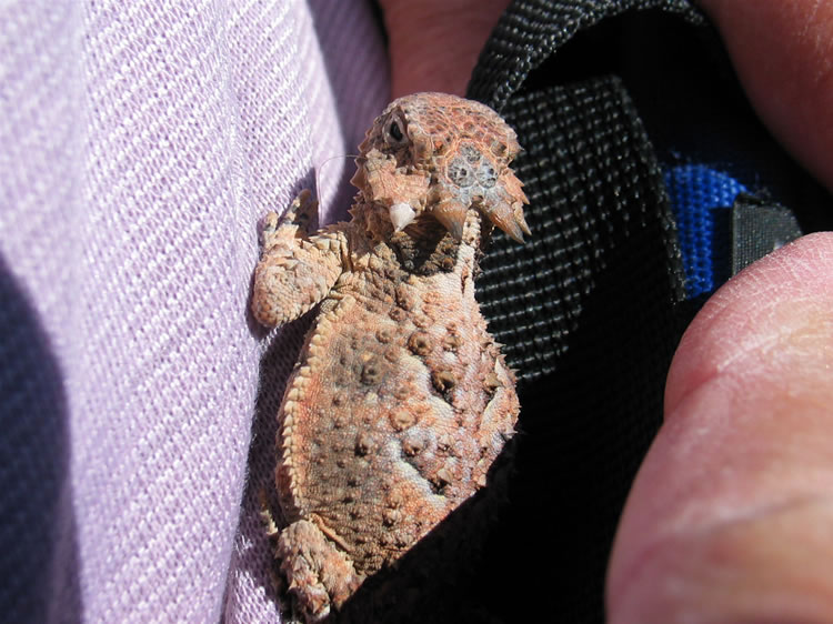 We do find a frisky little horned lizard, though.