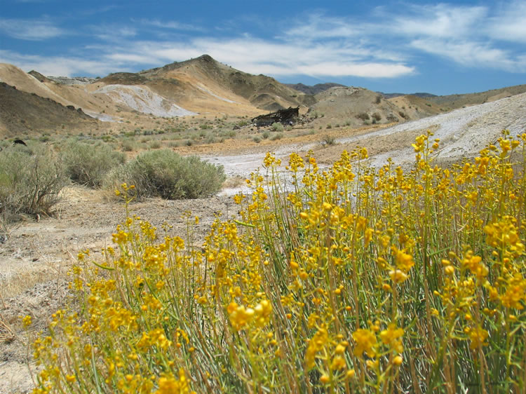 One last view of the wooden camp ruin framed by a Desert Senna bush.