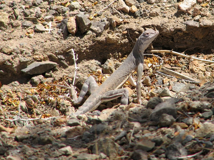 It's hot now and the hike back is all uphill.  This perky zebra-tailed lizard gives us an excuse to take a break.