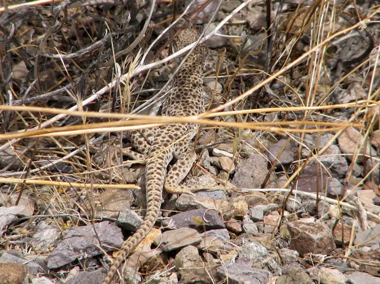 Later we come upon a leopard lizard.  We haven't seen many of these.  They're mostly carnivorous and prey on other lizards as well as insects.