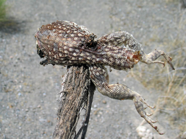 A closer look at the remains.