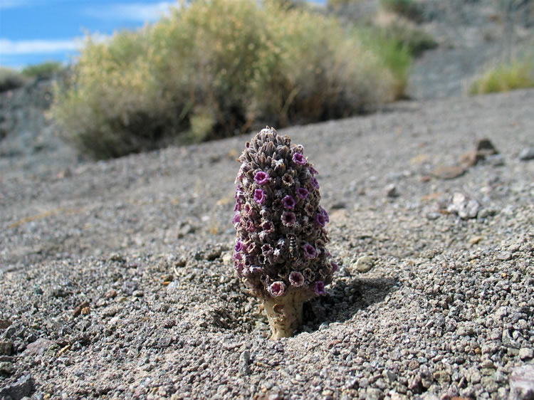 This rare and endangered little jewel is a scaly-stemmed sand plant.   It's a parasite that attaches itself to the roots of several shrub species.  Gosh, we almost stepped on it!