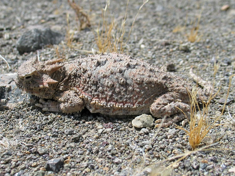 This horned lizard was right in the middle of the trail and decided that it would just hunker down and try to blend in.