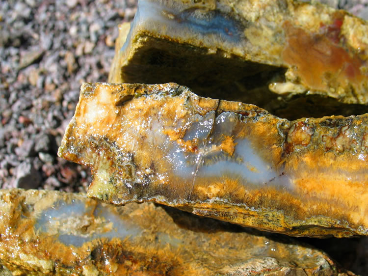 Niki finds a vein of sagenite agate on a hillside and we decide to wet these samples down and take a few pictures.  Sagenite agate is characterized by needle-like structures that intrude into the agate center.