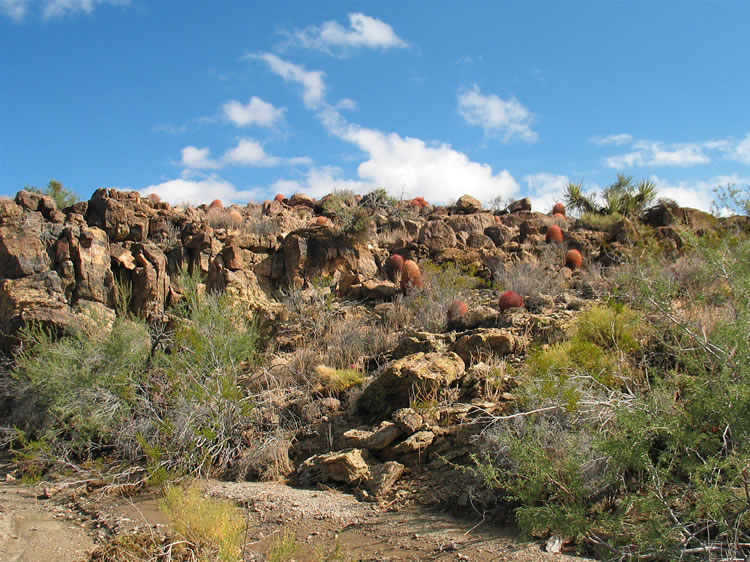 The vegetation is lush and healthy and numerous barrel cacti dot the landscape.