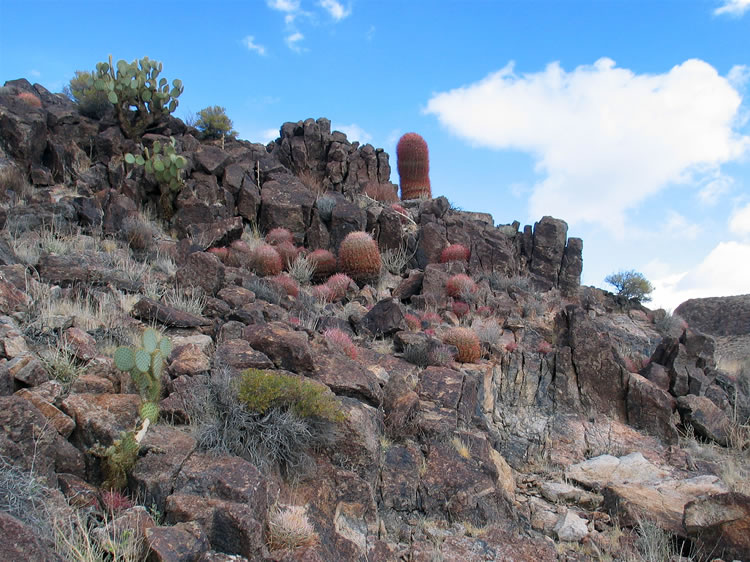 The hill is devoid of petros but has some huge barrel cacti.