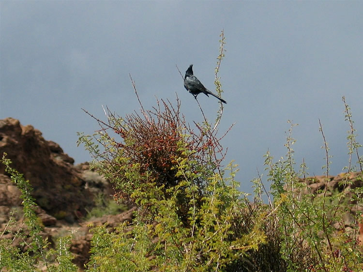 As we hustle back to the truck we pass a worried looking phainopepla perched near a clump of desert mistletoe.