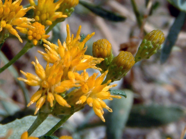 Wildflowers in bloom.