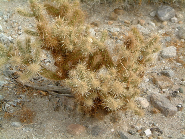 cholla