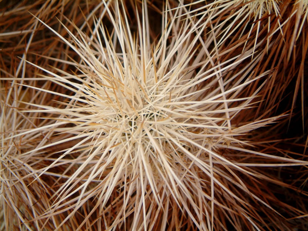The desert sure is a spiny place.