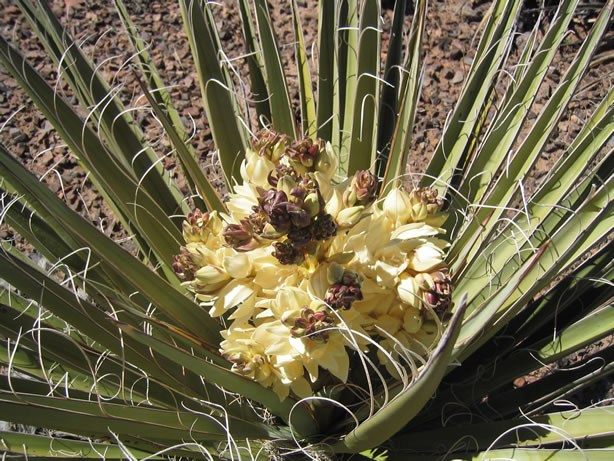 A yucca in bloom.