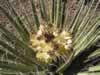 A yucca in bloom. (112kb)