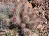 hedgehog cactus (147kb)