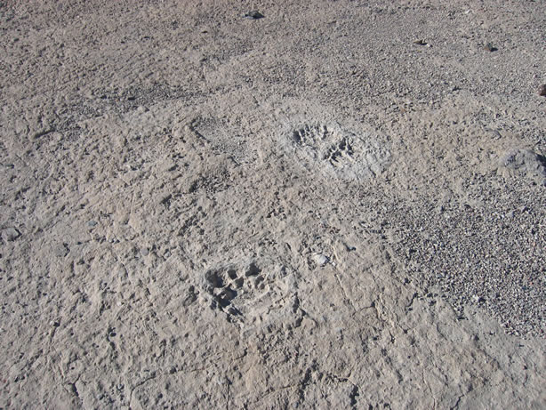 Mastodon tracks.