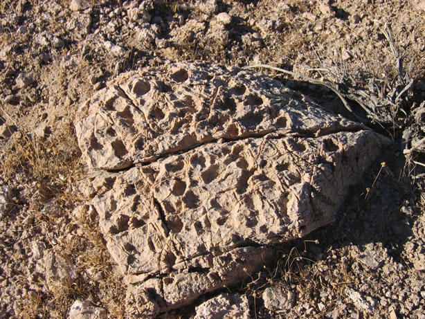 Stromatolite showing holes formed by algal gas when this area was covered by an ancient shallow sea.