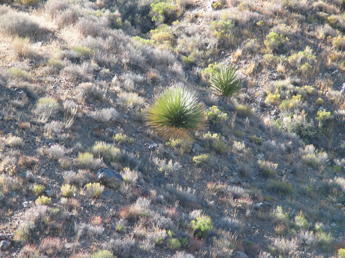 Nolina with Mojave yucca in upper right.