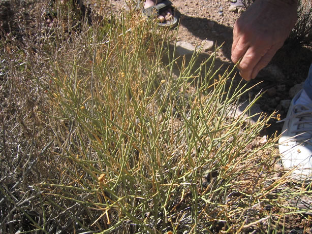 Turpentine broom, which has a strong citrus smell.