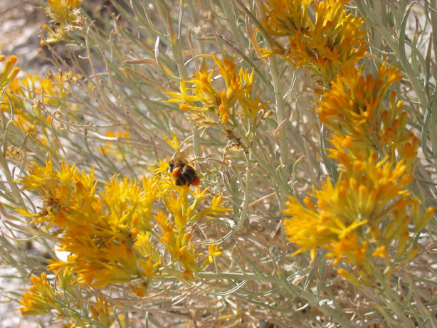 feral honey bee