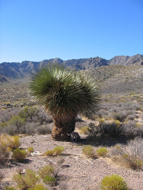 Toby exploring a large nolina.