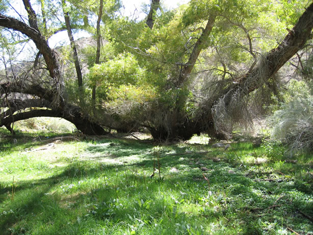 Meadow at the springs.