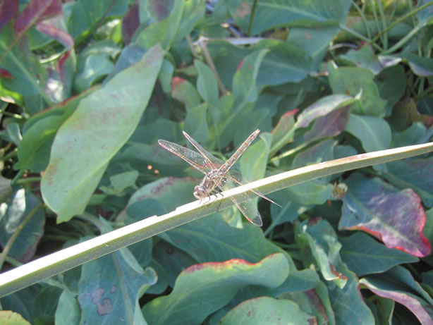 Dragonfly at Kingston Springs.