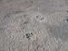Mastodon tracks. (122kb)