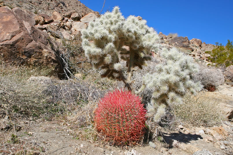 As we wander down to the wash below the site to check out some large tin cans, we come across a beautiful reddish spined barrel cactus snuggled up to a silvery cholla.