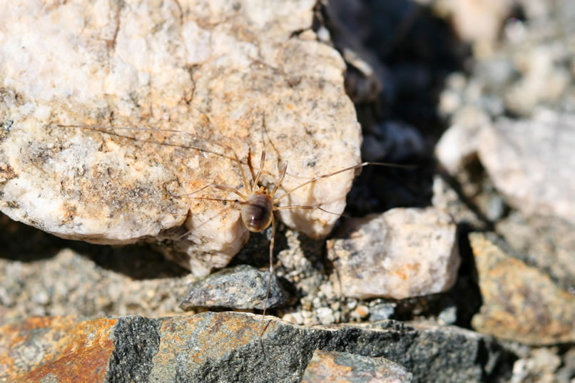 This unusual arachnid is from a group known loosely as "harvestmen."  This one is probably from the family Leiobunidae.  Mating often involves large gatherings of males and females "on tree stumps or grassy knolls, where males fight each other, often biting off each other's legs."  Who knew!