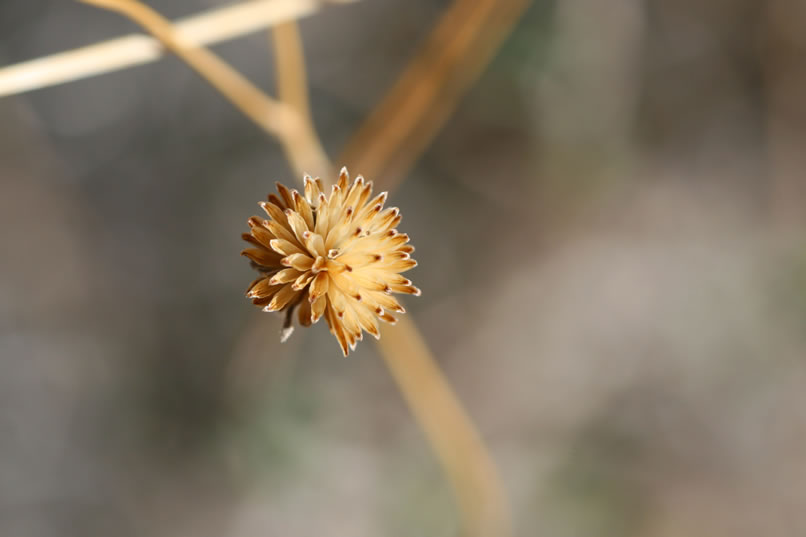 Even the skeletons of dried up flowers are lookin' good today!