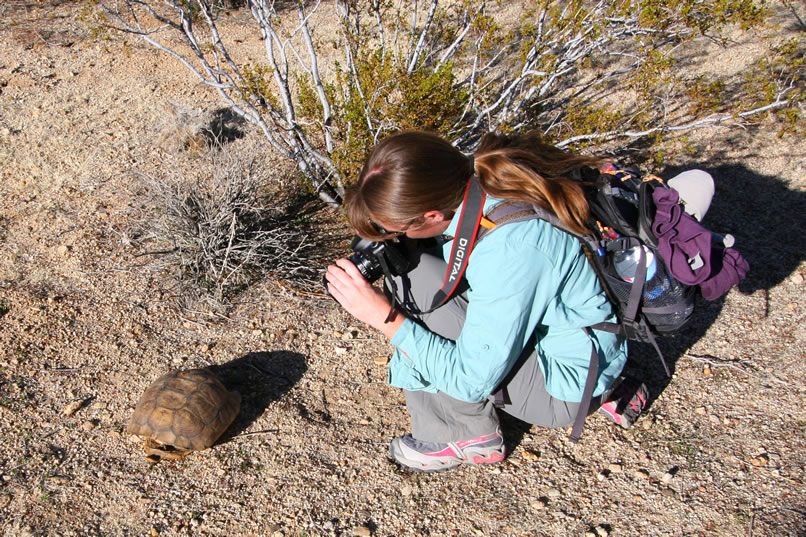 Only the carapace is left of this desert tortoise.