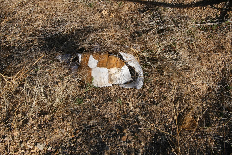 Unfortunately, we find another carapace from a deceased tortoise.