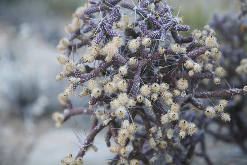 Even though it's almost dark, there's enough light to avoid these nasty pencil chollas.