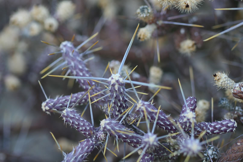 We have to admit, though, that with their purple stems and light blue spines with yellow tips, they're very pretty.