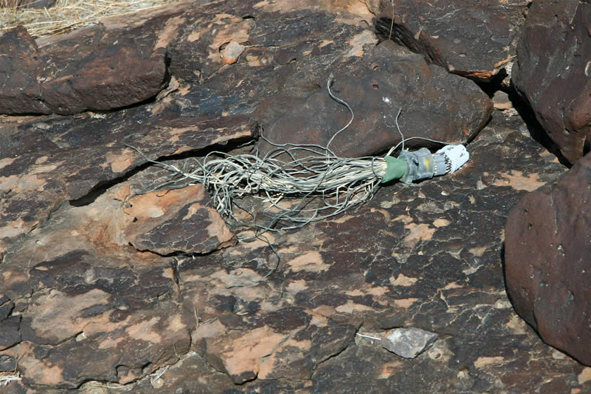 Out of the corner of my eye I see what looks like a squid scuttling toward a crevice in the rock!