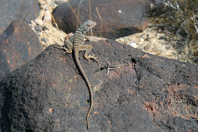 Niki surprises a collared lizard that's sunning itself on a rock.