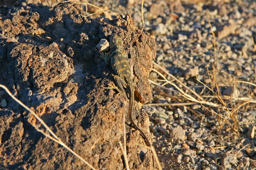 We spot another collared lizard soaking up the last bit of warmth from the sun.