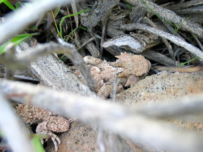 Near the memorial we found this shy horned lizard hiding in the brush.