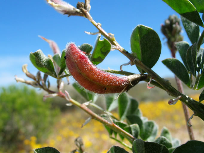 A seed pod of the unidentified plant.