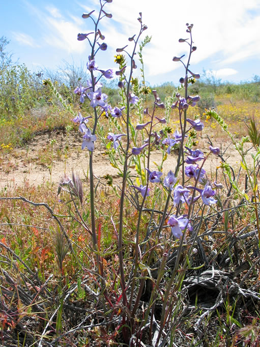The desert larkspur is toxic to humans and livestock. The Kawaiisu Indians used its dried roots for medicinal purposes.