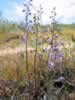 The desert larkspur is toxic to humans and livestock. The Kawaiisu Indians used its dried roots for medicinal purposes. (156kb)