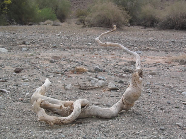 interesting driftwood