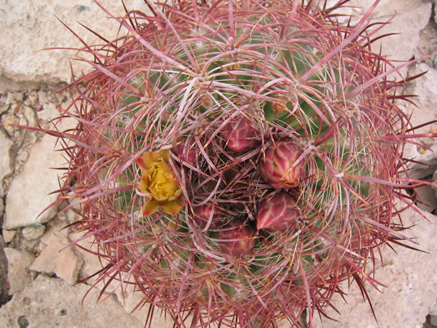 barrel cactus